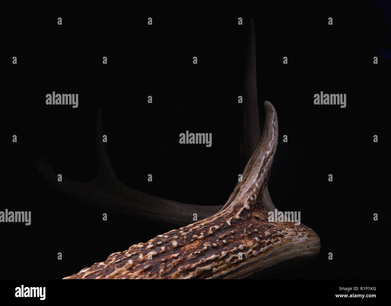 Deer antler lit with a led lamp on a black glossy background give a unique effect witch can be used for a diversity of opportunity Stock Photo