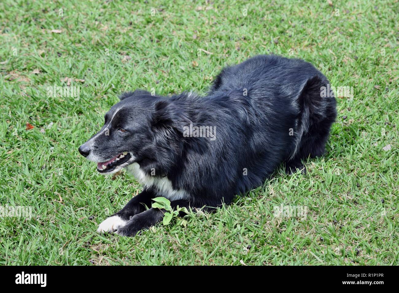Cattle dog kelpie, border collie to protect sheep cattle on the grass in Australia Stock Photo