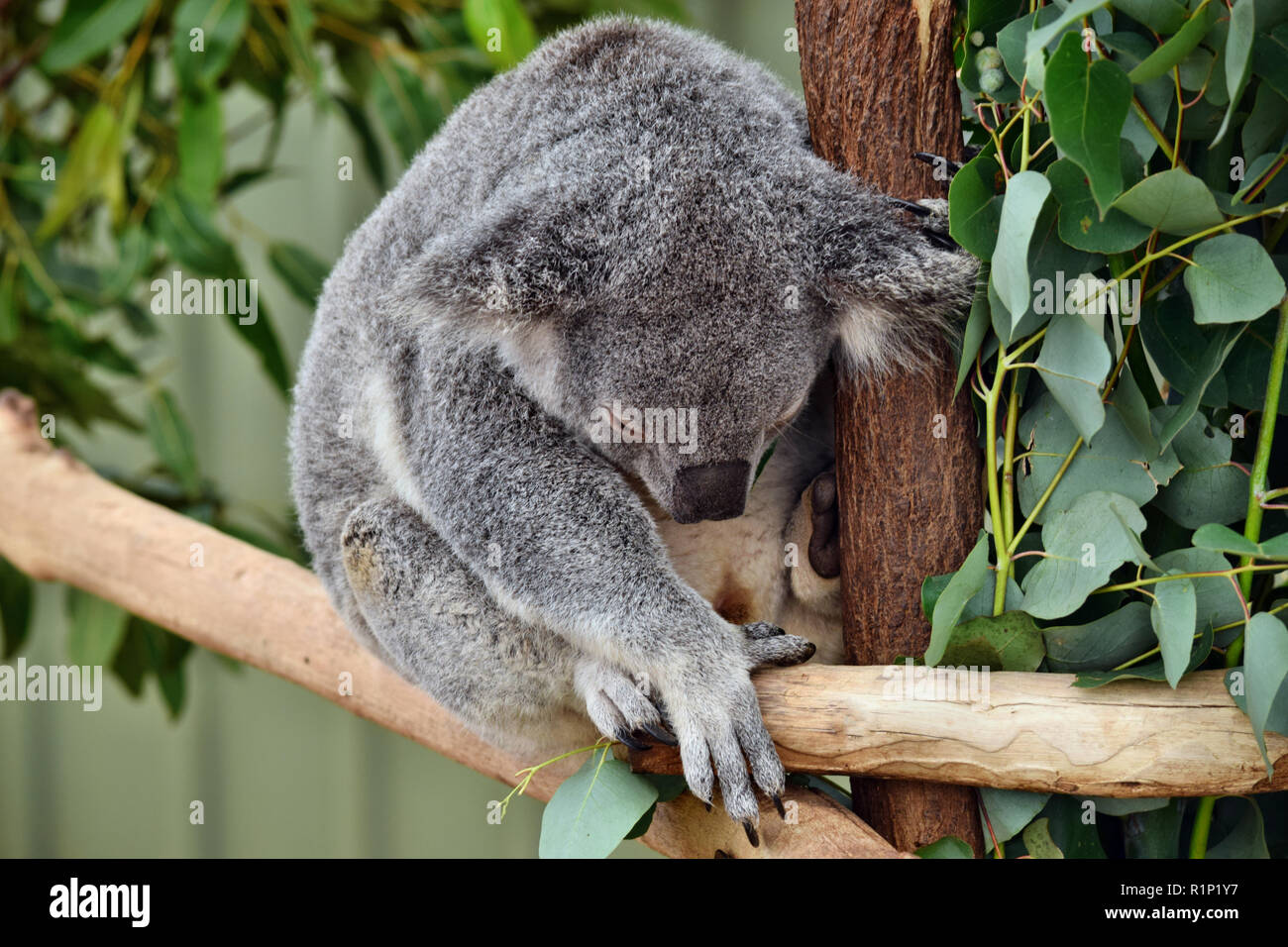 Cute koala sleep on a tree branch eucalyptus in Australia Stock Photo -  Alamy