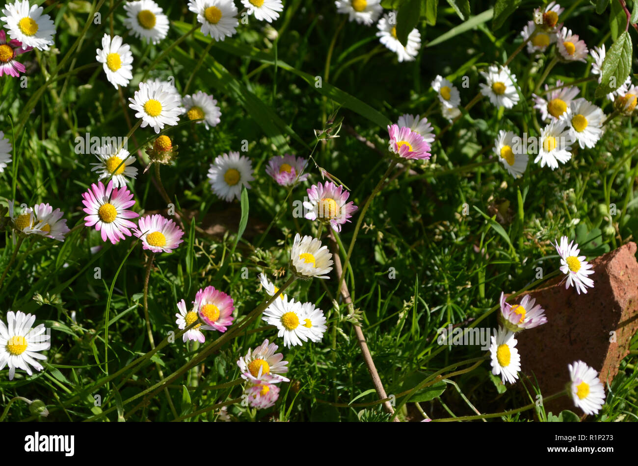 Wild daisies in Els Ports Natural Park, a limestone mountain massif at the border between Aragon and Catalonia Stock Photo