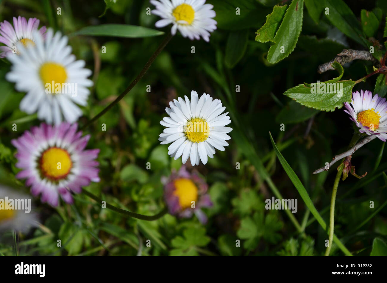 Wild daisies in Els Ports Natural Park, a limestone mountain massif at the border between Aragon and Catalonia Stock Photo