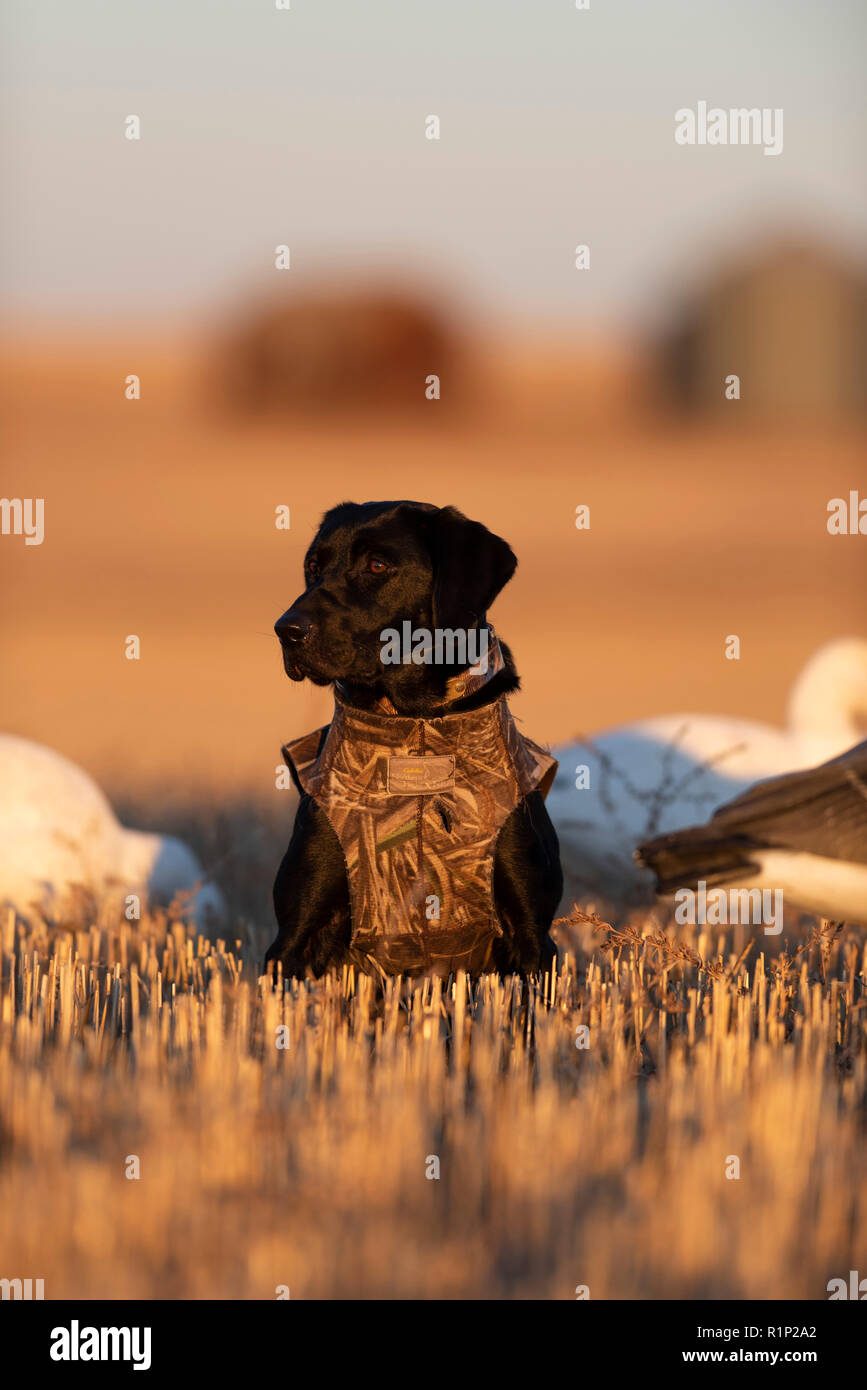 A Black lab out waterfowl hunting in North Dakota Stock Photo Alamy