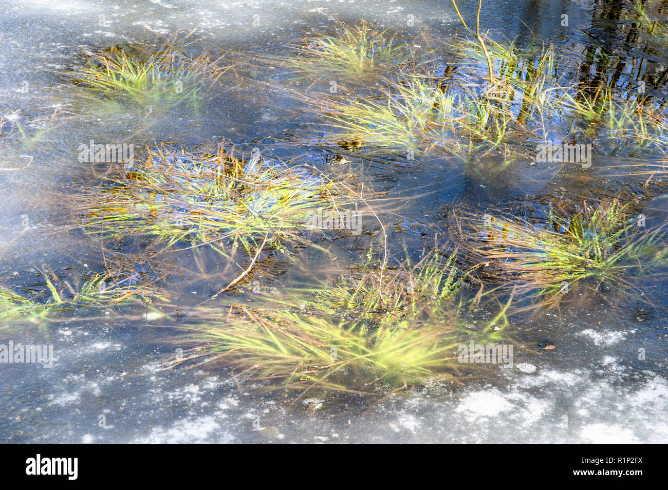 Pond ice melting Stock Photo Alamy