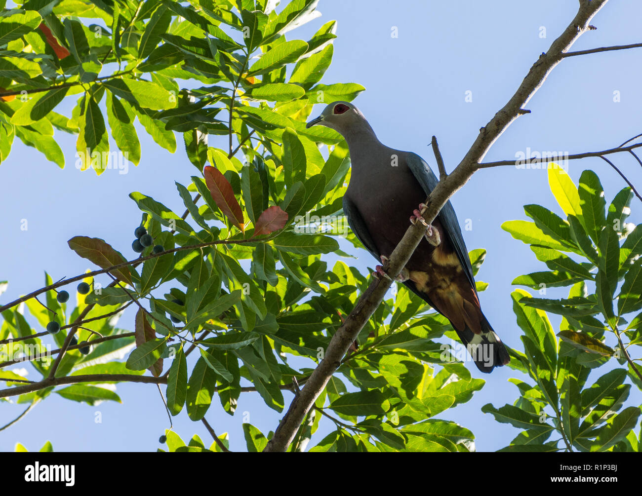 A Pinon's Imperial-Pigeon (Ducula pinon) perched on a branch. Waigeo Island, Raja Ampat, Indonesia. Stock Photo