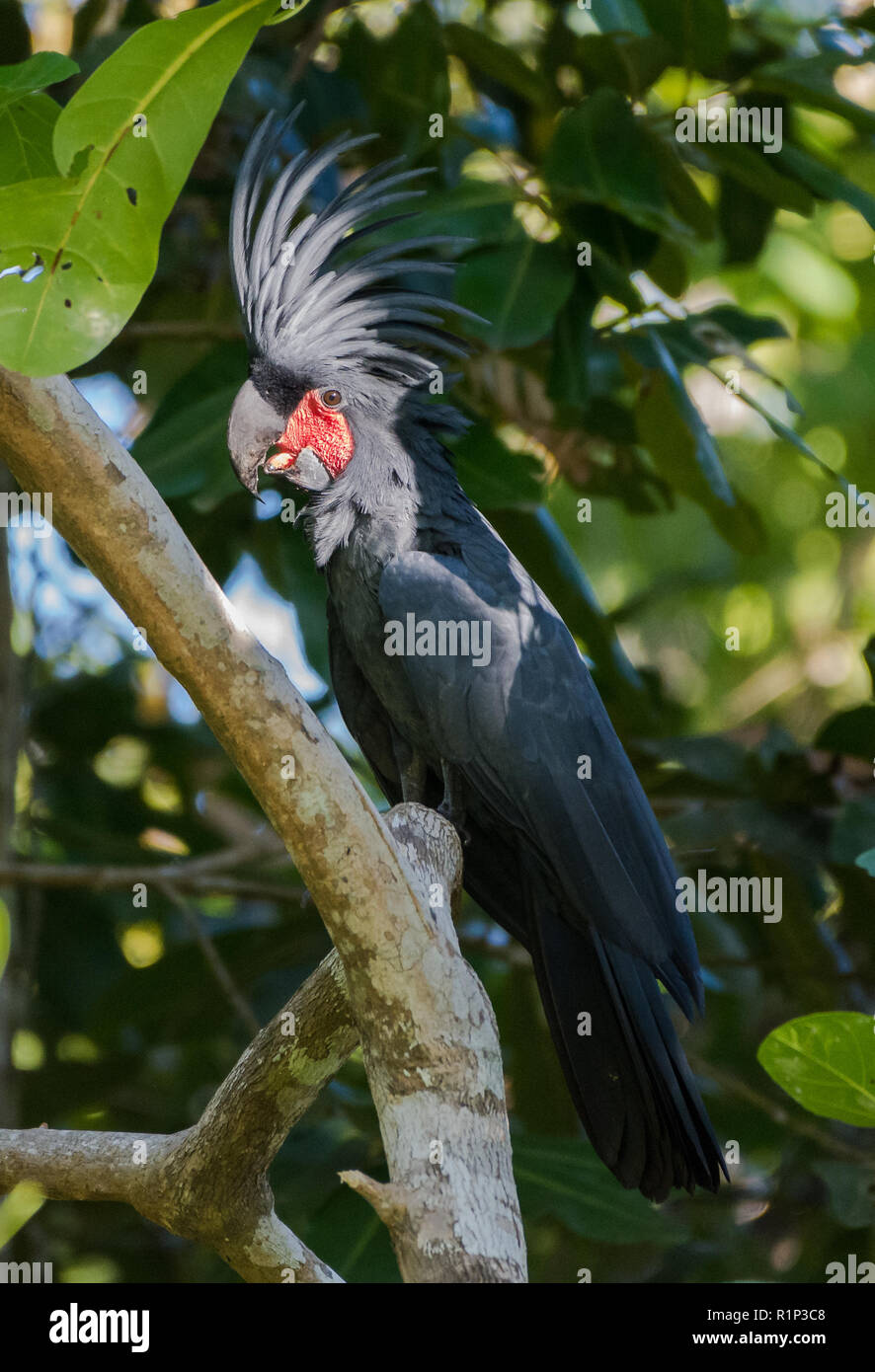 A Palm Cockatoo (Probosciger aterrimus) perched on a tree. Waigeo Island, Raja Ampat, Indonesia. Stock Photo