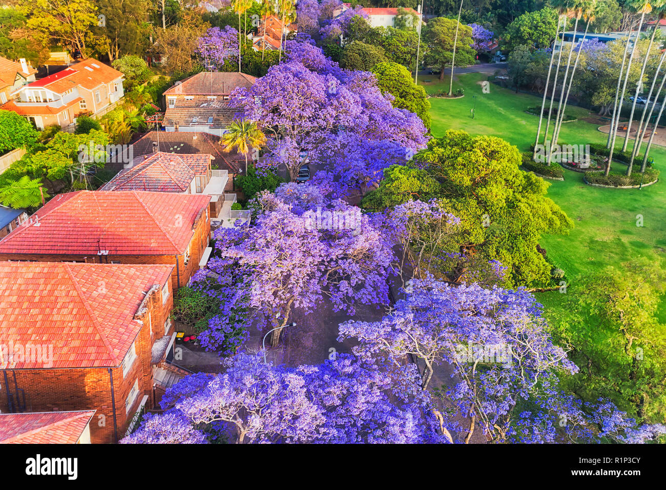 Local quiet residential street in Lower North SHore suburb Kirribilli of Sydney during spring season with lots of violet blossoming Jacaranda trees al Stock Photo