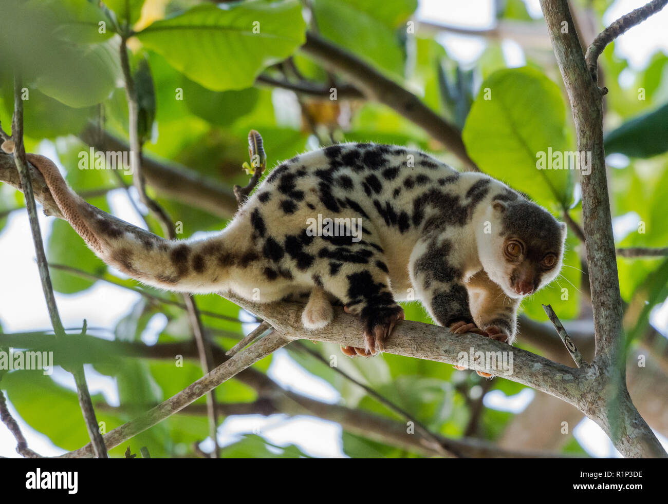 A Waigeo Spotted Cuscus (Spilocuscus papuensis) is a marsupial endemic to Waigeo Island, Raja Ampat, Indonesia. Stock Photo