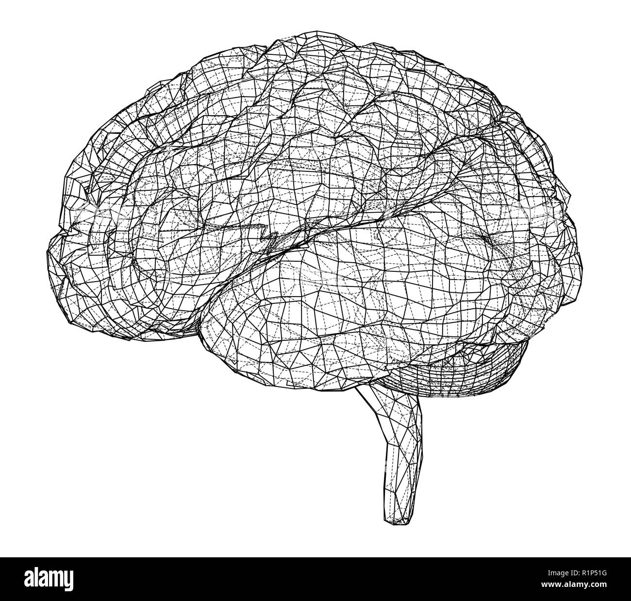 3D outline brain. Vector rendering of 3d Stock Vector