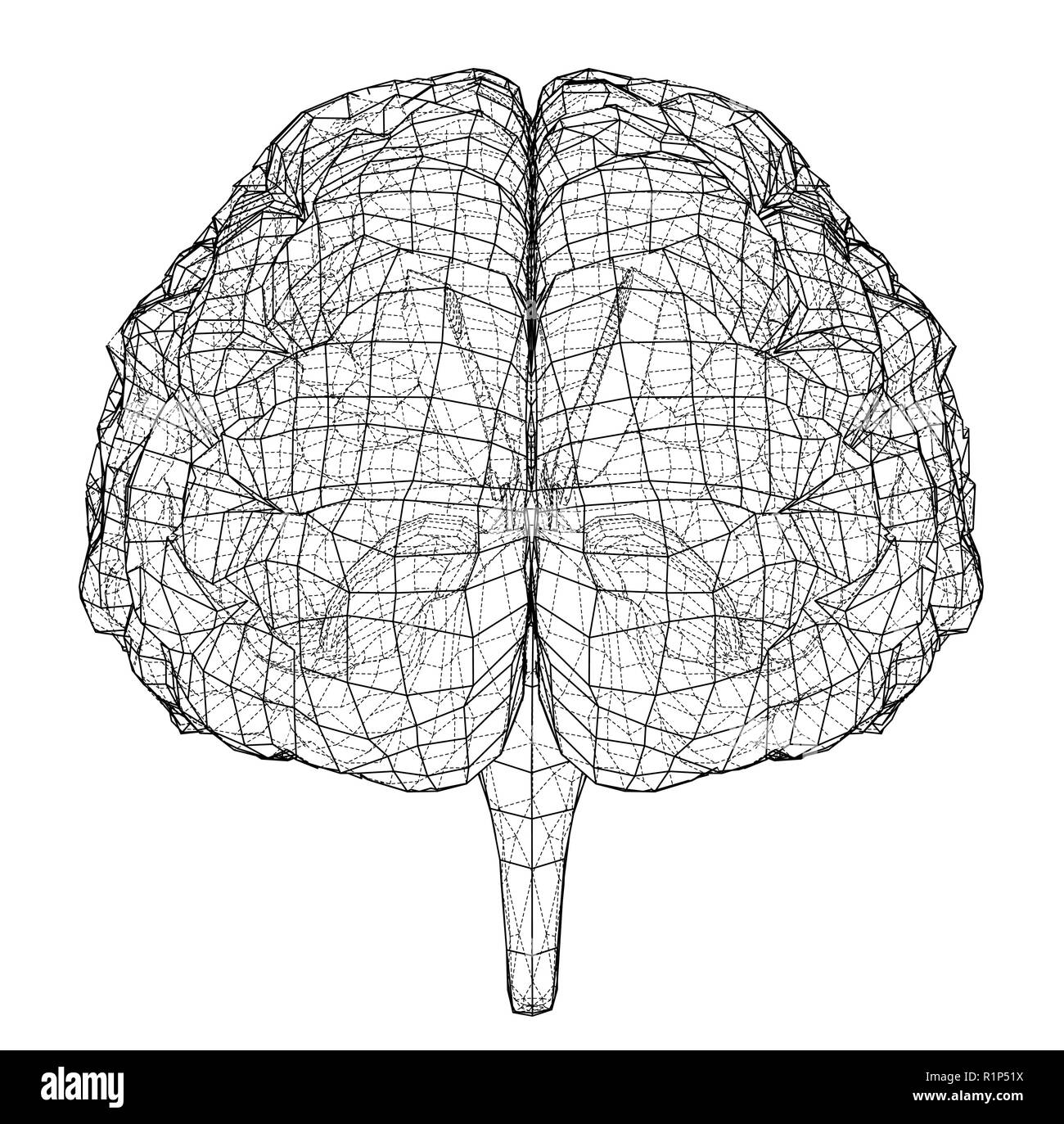3D outline brain. Vector rendering of 3d Stock Vector