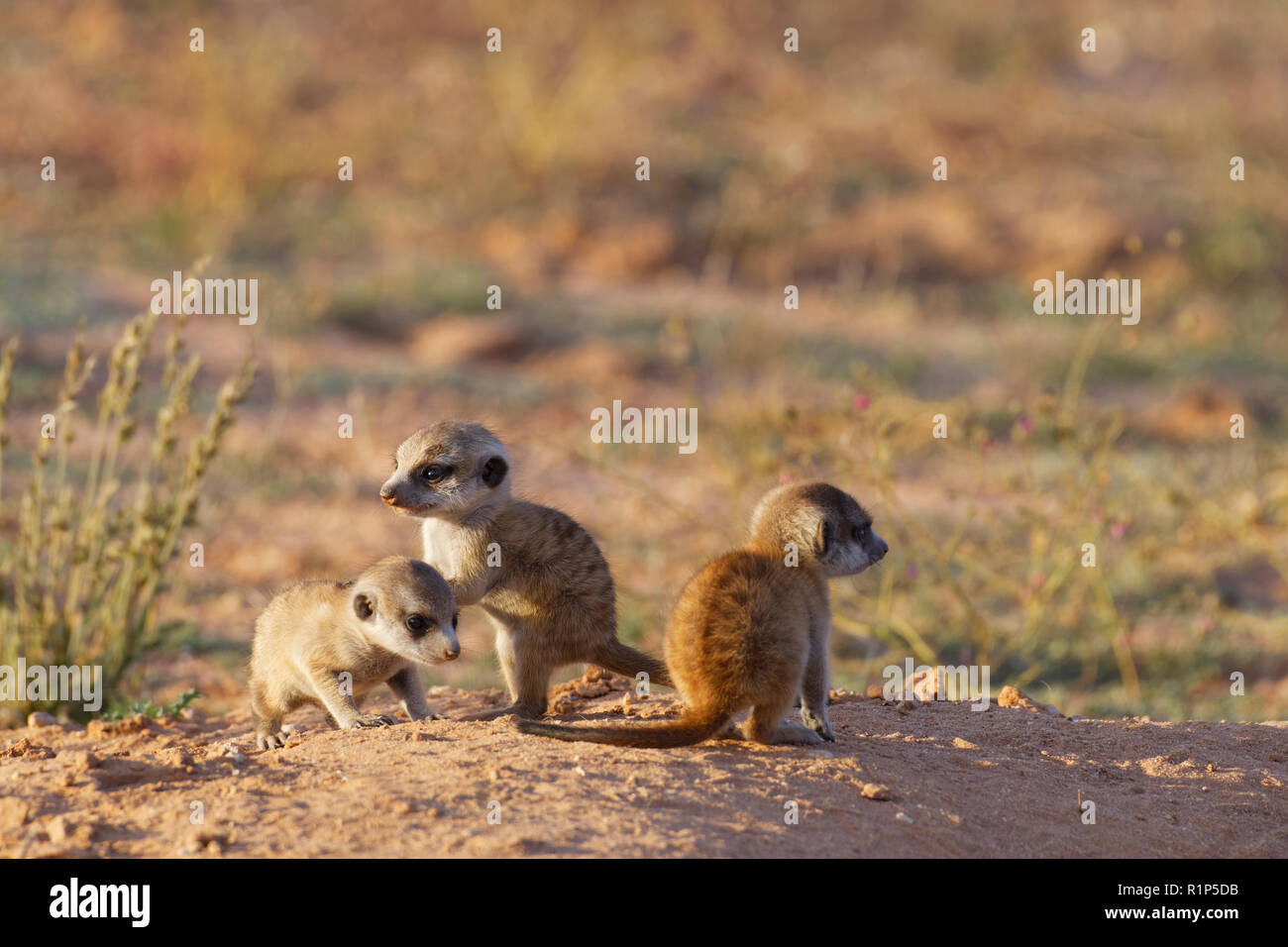 Meerkats (Suricata suricatta), three young males at burrow observing the surroundings, Kgalagadi Transfrontier Park, Northern Cape,South Africa,Africa Stock Photo