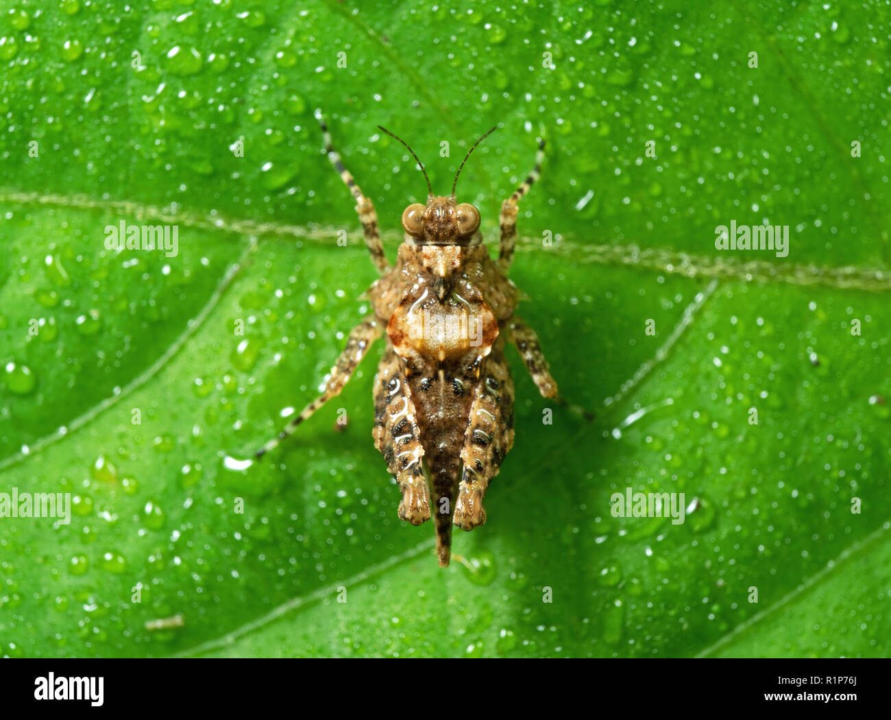 Macro Photography of Spotted Grasshopper on Green Leaf with Dew Stock Photo