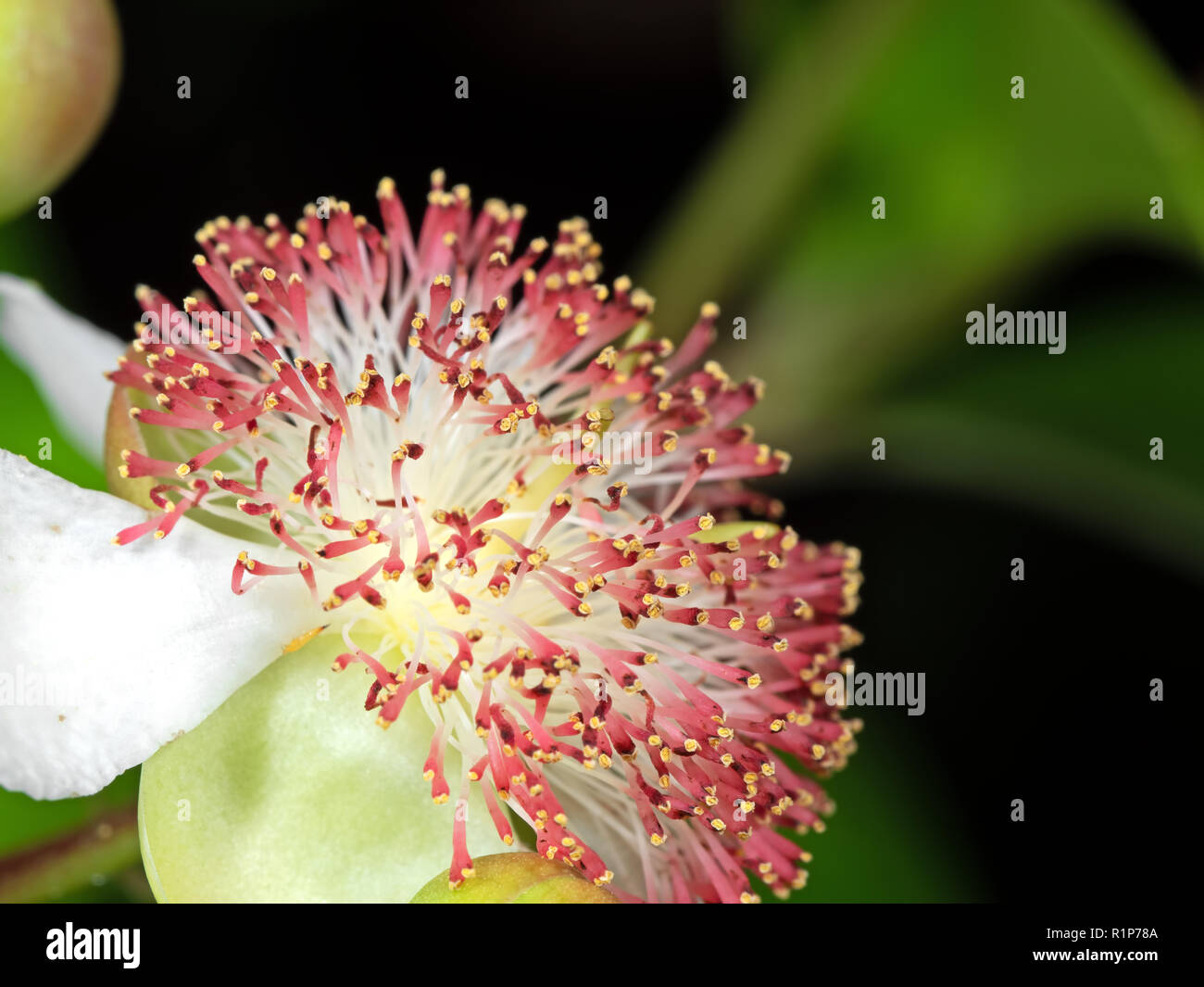Closeup Tetracera indica Flower with Green Buds Isolated on Nature Background, Selective Focus Stock Photo