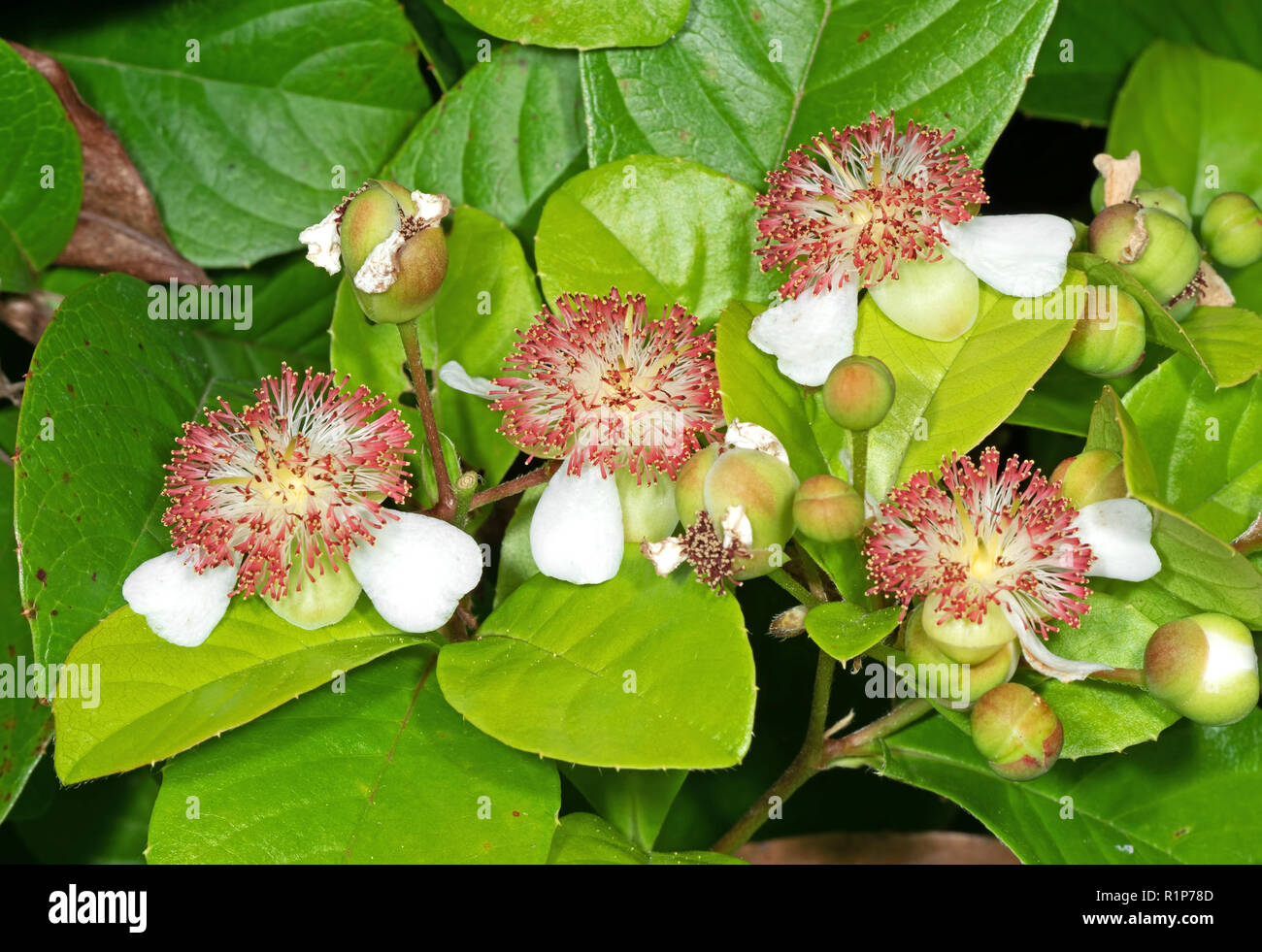 Closeup Group of Tetracera indica Flowers with Green Buds Isolated on Nature Background Stock Photo