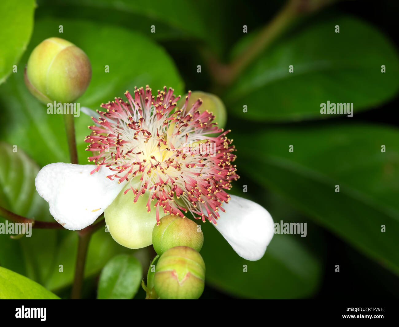 Closeup Tetracera indica Flower with Green Buds Isolated on Nature Background, Selective Focus Stock Photo