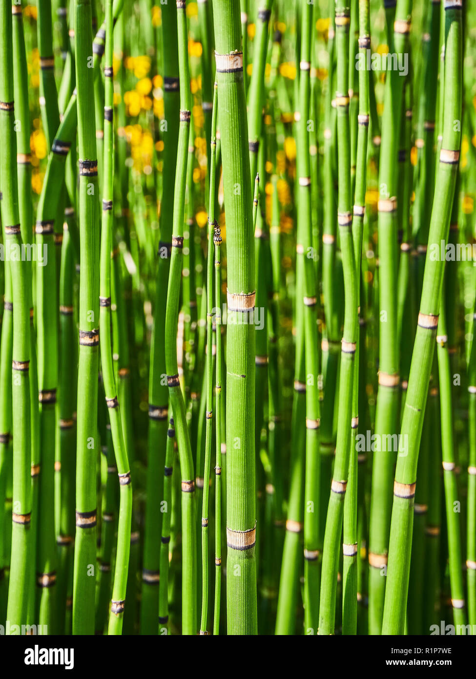 Horsetail bamboo hires stock photography and images Alamy