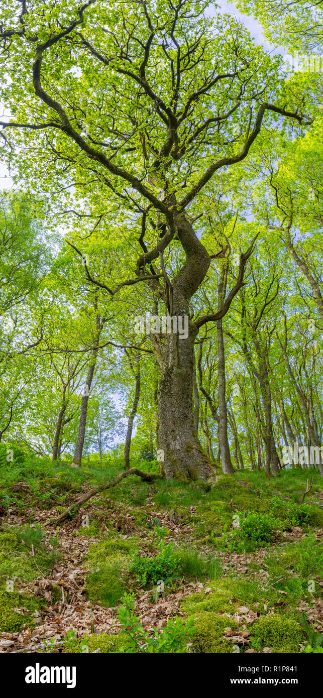 Sessile oak (Quercus petraea) tree in woodland. Panorama of a tree coming into leaf in Spring. Powys, Wales. May. Stock Photo