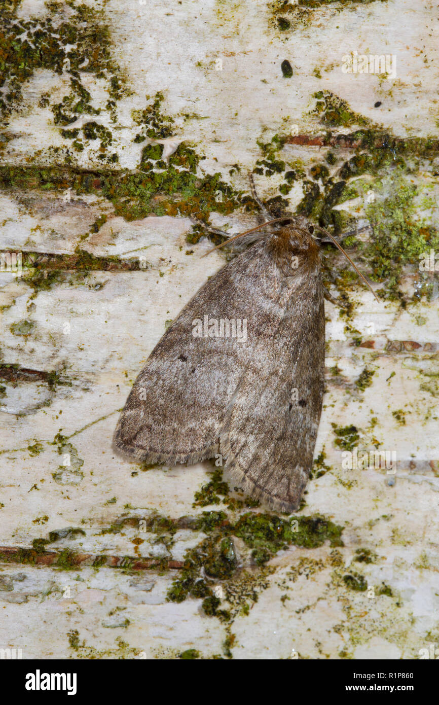 Common Lutestring (Ochropacha duplaris) adult moth resting on the bark of a birch tree. Powys, Wales. May. Stock Photo