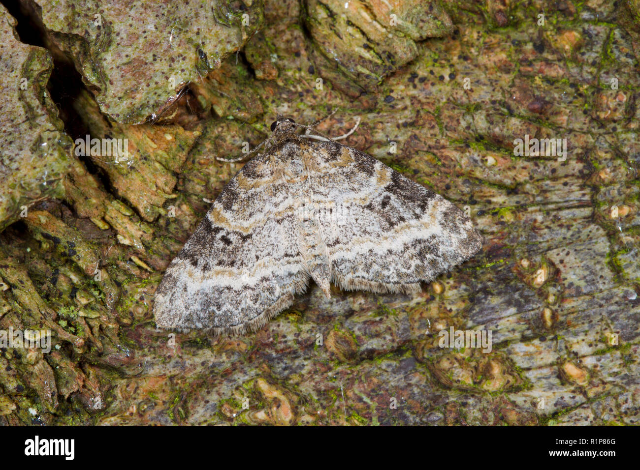 Small Seraphim (Pterapherapteryx sexalata) adult moth resting on the bark of a Beech tree. Powys, Wales. May. Stock Photo