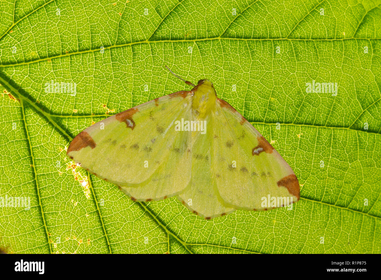 Brimstone Moth (Opisthograptis luteolata) adult moth resting on a beech leaf. Powys, Wales. June. Stock Photo