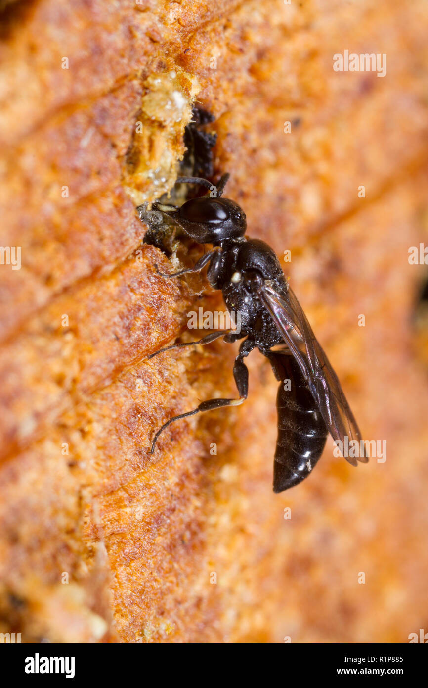 Aphid-hunting solitary wasp (Passaloecus sp.) adult female sealing the entrance to her nest with tree resin. Powys, Wales. June. Stock Photo