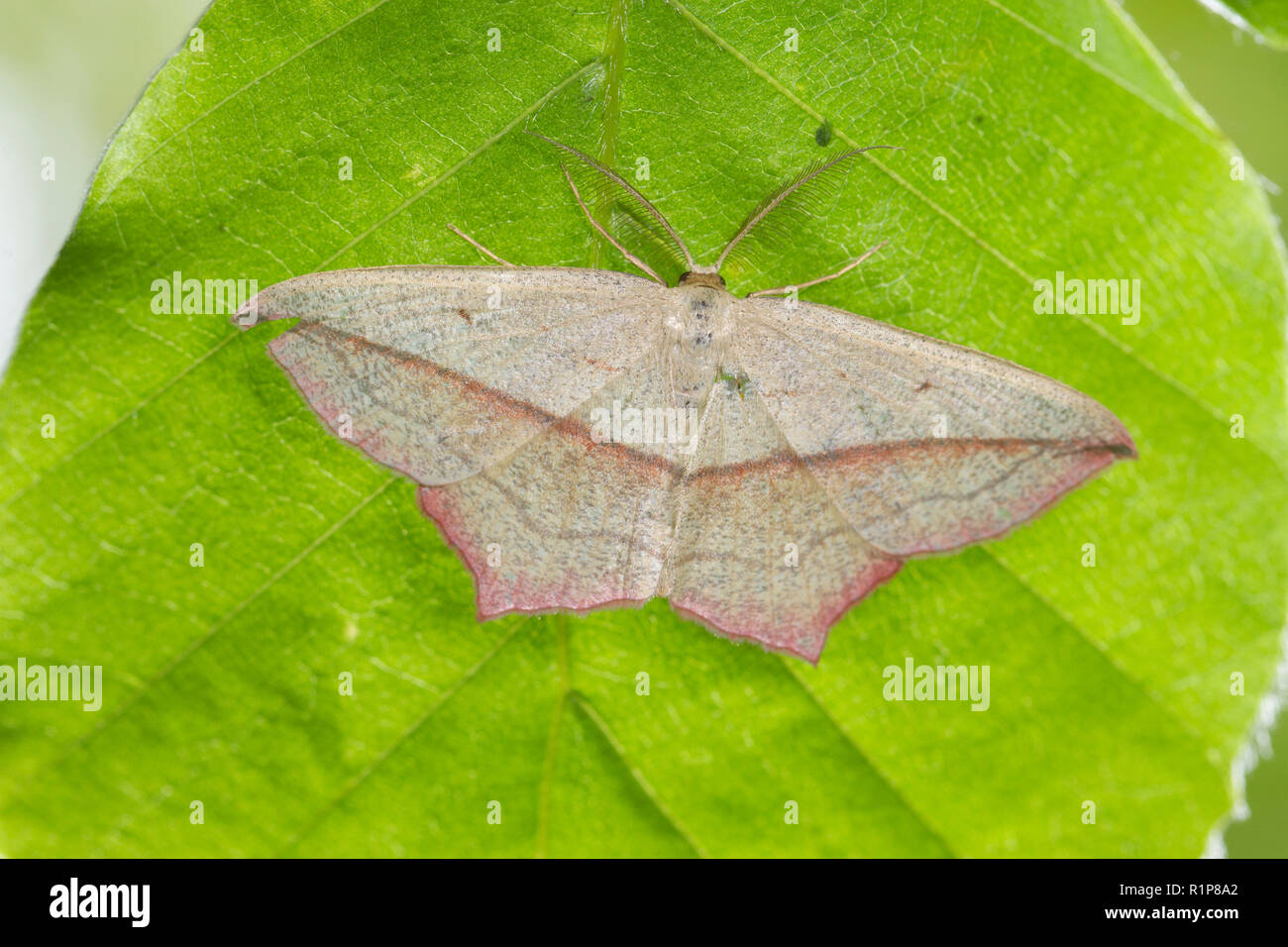 Blood-vein moth (Timandra comae) adult resting on a beech leaf. Powys, Wales. June. Stock Photo