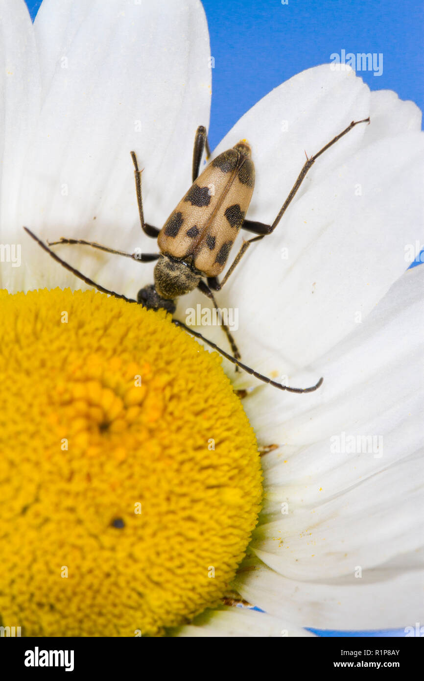 Speckled Longhorn Beetle (Pachytodes cerambyciformis) adult feeding in an Ox-eye Daisy flower. Powys, Wales. June. Stock Photo
