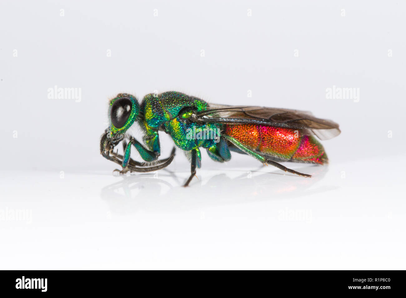 Ruby-tailed wasp (Chrysis sp.) adult female. Live insect photographed on a white background. Powys, Wales. June. Stock Photo
