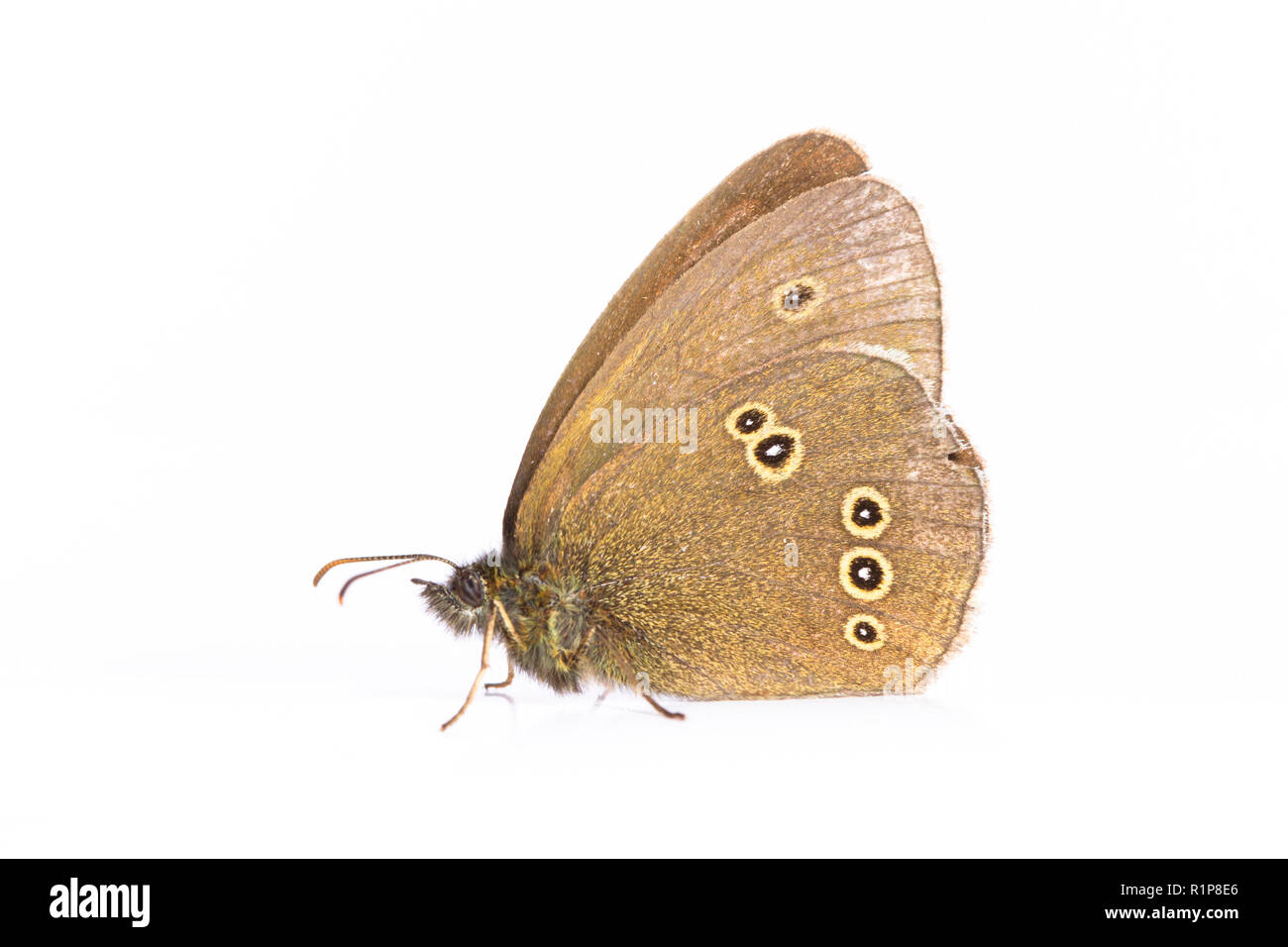 Ringlet (Aphantopus hyperantus)  adult butterfly. Living insect photographed against a white background. Powys, Wales. July. Stock Photo