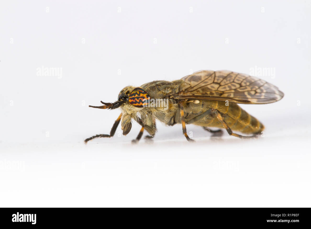 Notchhorned Cleg or Horsefly (Haematopota pluvialis) adult female photographed against a white