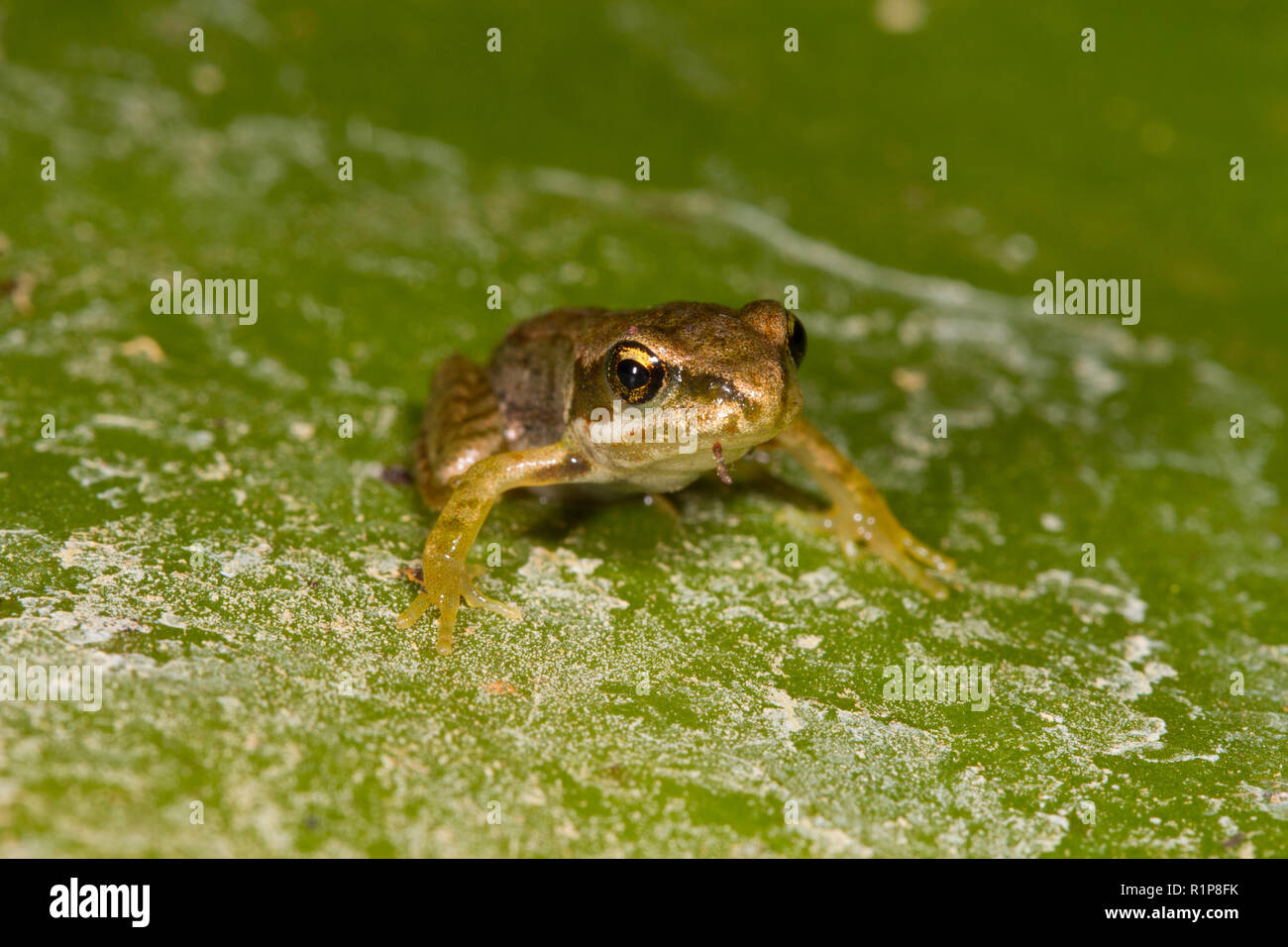 Common frog (Rana temporaria) froglet emerging from a pond. Powys, Wales. July. Stock Photo