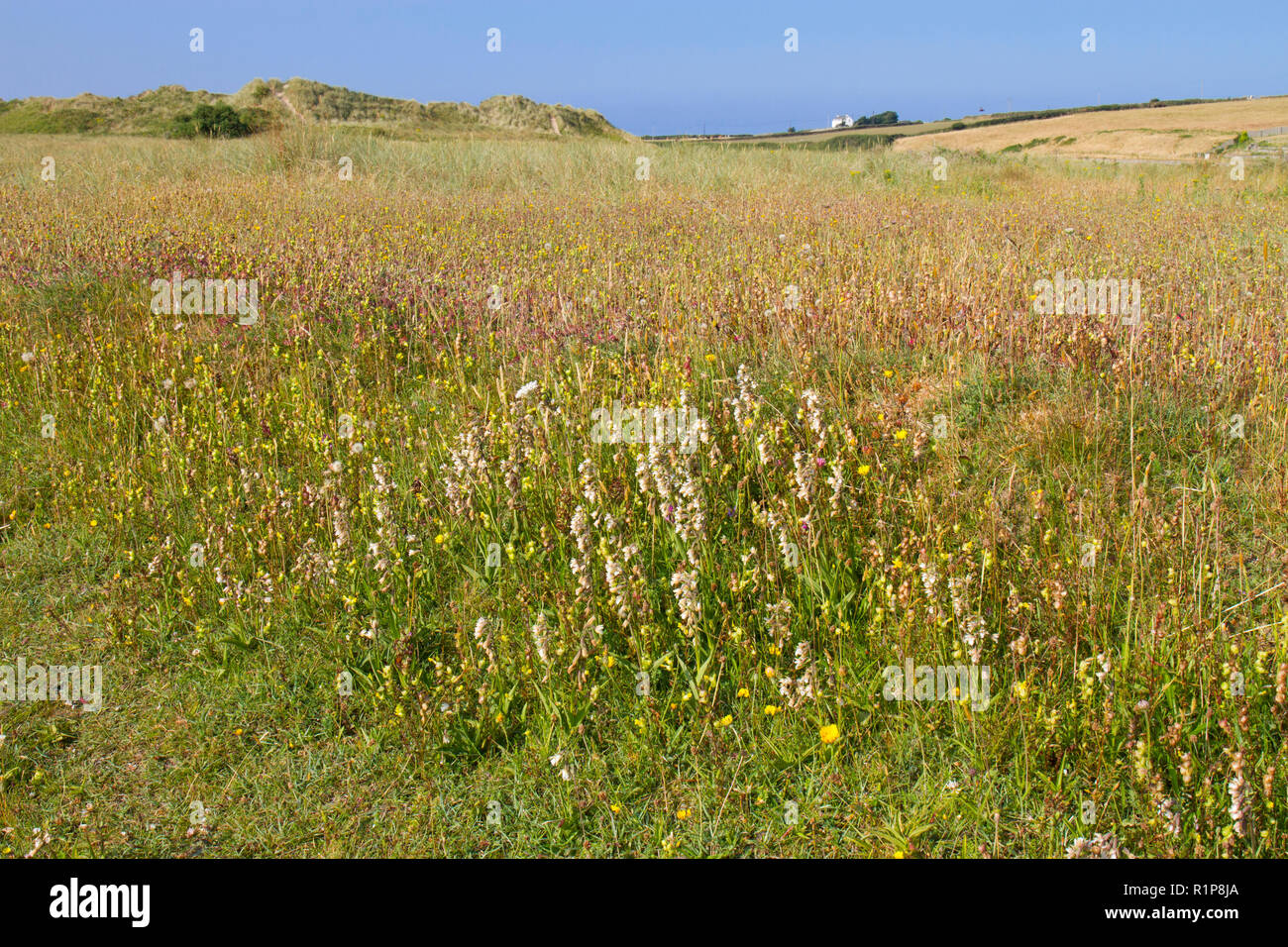 Vegetated sand dune and dune slack habitat with flowering Marsh Helleborines (Epipactis palustris) and other widflowers.  Tywyn Aberffraw, Anglesey, W Stock Photo