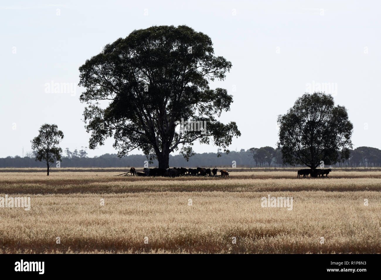 Cattle taking cover under eucalyptus trees in the hot midday heat haze of the Australian landscape. Stock Photo