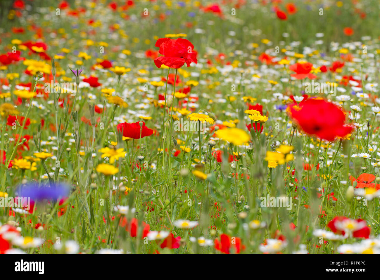 Annual flowers planted as a 'cornfield flowers' mix in a garden. Carmarthenshire, Wales. July. Stock Photo