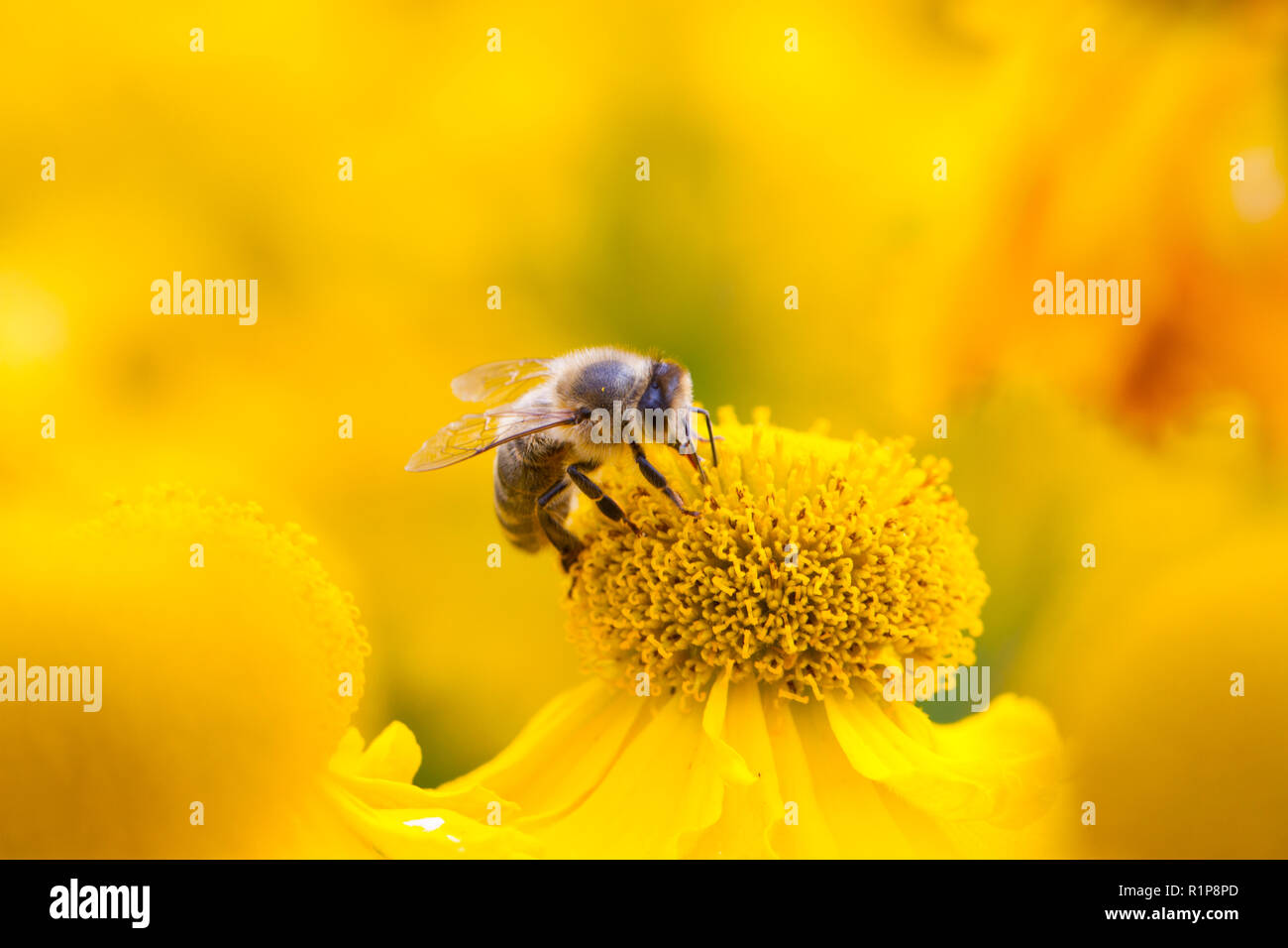 Honeybee (Apis mellifera) adult worker feeding on Rudbeckia flowers in a garden. Carmarthenshire, Wales. July. Stock Photo