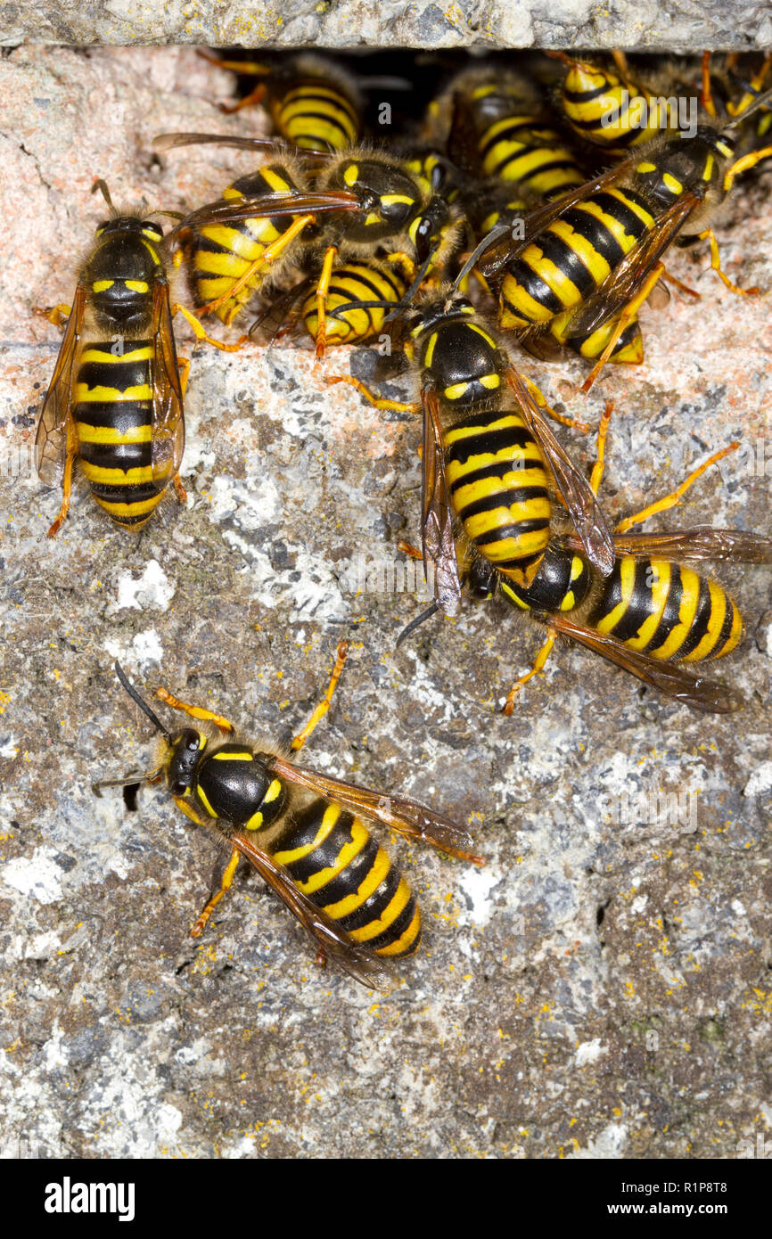 Wasp Swarm High Resolution Stock Photography and Images - Alamy