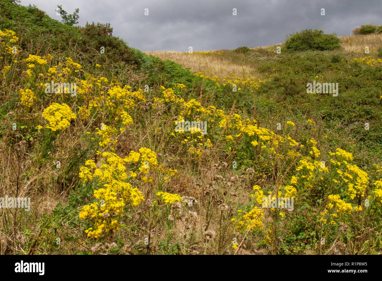 Common Ragwort (Jacobaea vulgaris) flowering on a hillside. Powys, Wales. July. Stock Photo