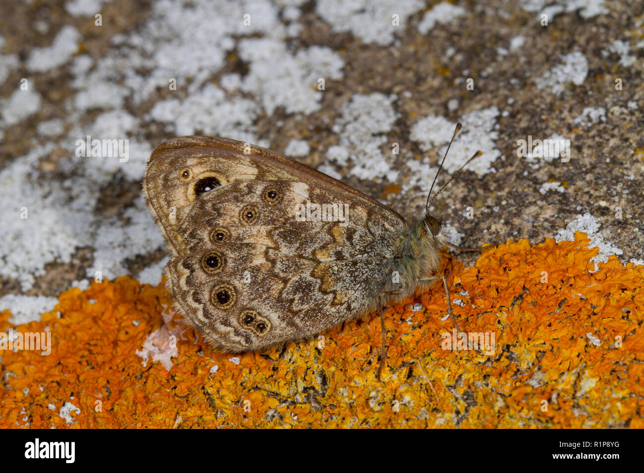 Wall (Lasiommata megera) adult butterfly resting on a lichen covered wall. Powys, Wales. August. Stock Photo