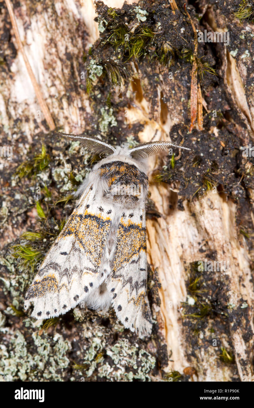 Sallow kitten uk hi-res stock photography and images - Alamy