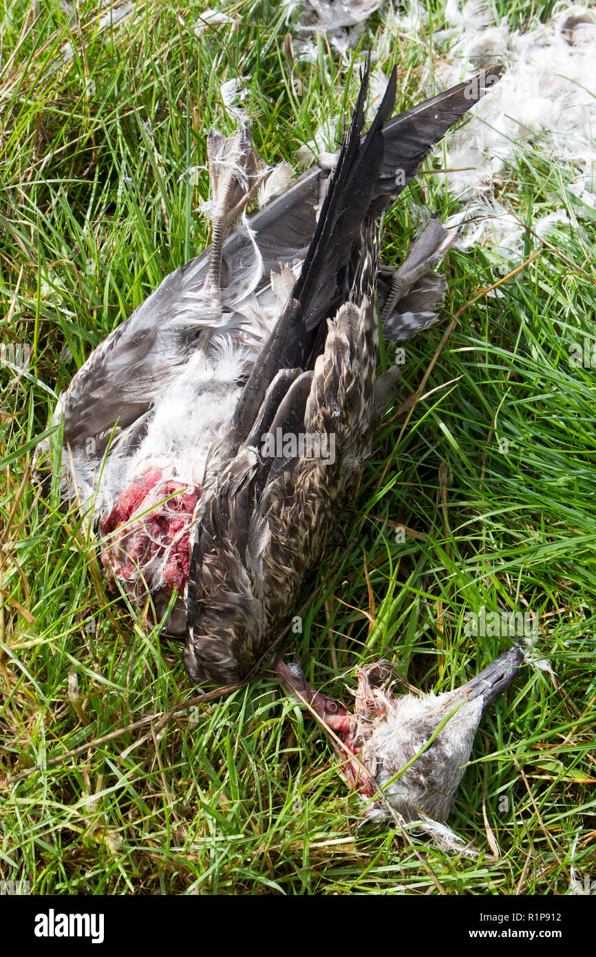Lesser black-backed gull (Larus fuscus) remains of a juvenile killed and partly eaten by a bird of prey, probably a Peregrine Falcon (Falco peregrinus Stock Photo