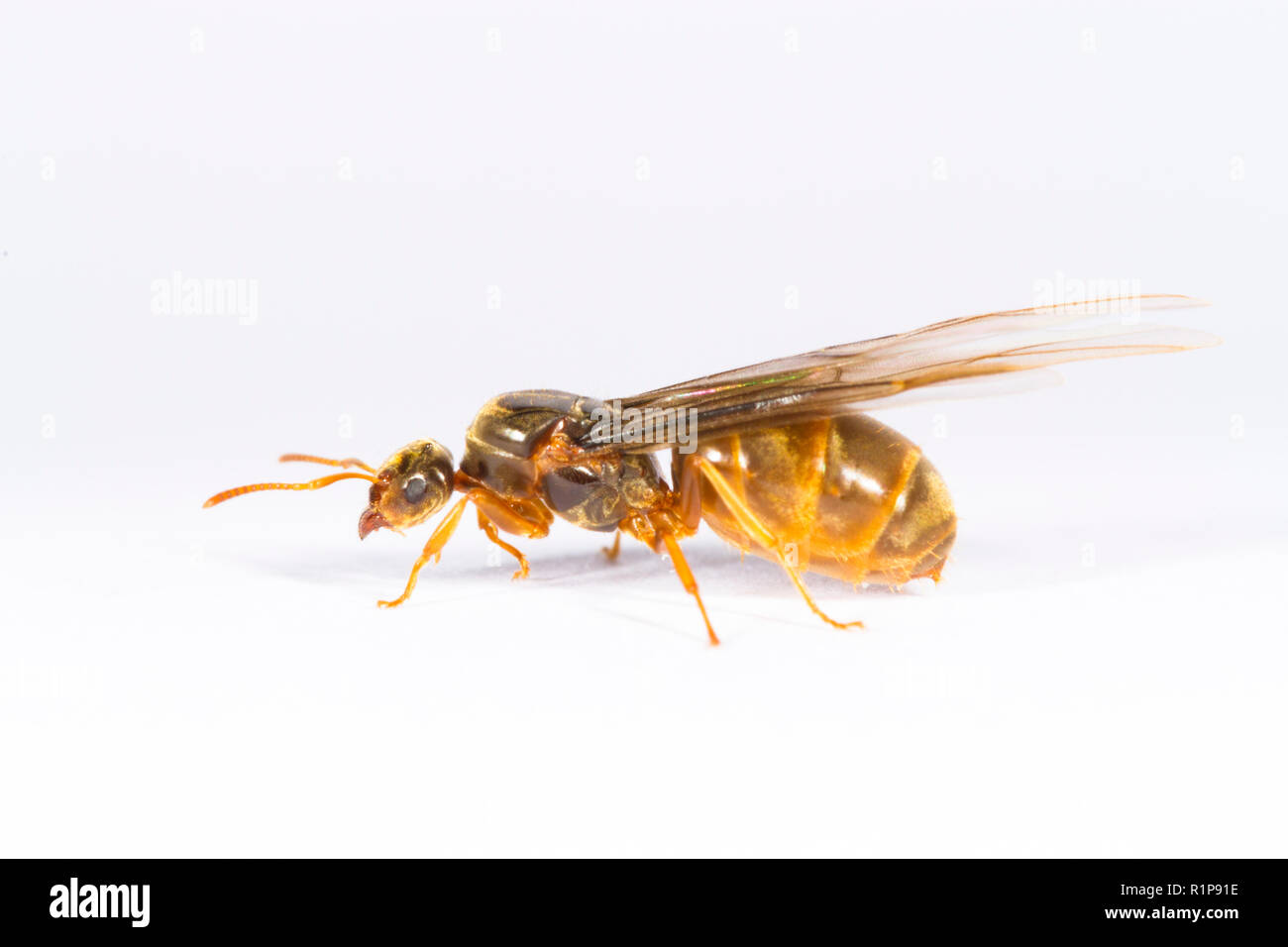 Yellow Meadow ant (Lasius flavus) winged queen photographed on a white background. Powys, Wales. August. Stock Photo