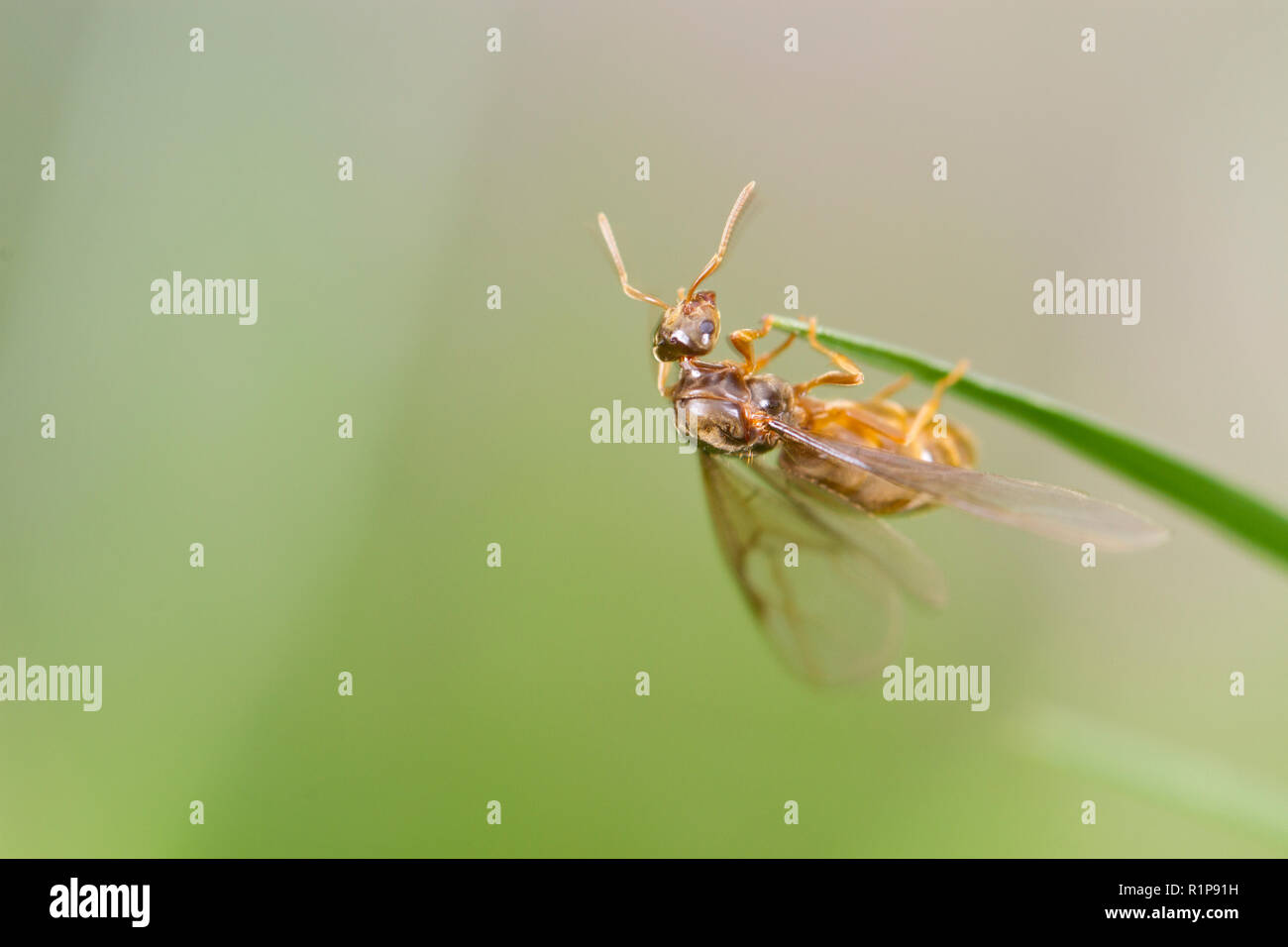 Yellow Meadow ant (Lasius flavus) winged queen about to fly after leaving the nest.  Powys, Wales. August. Stock Photo