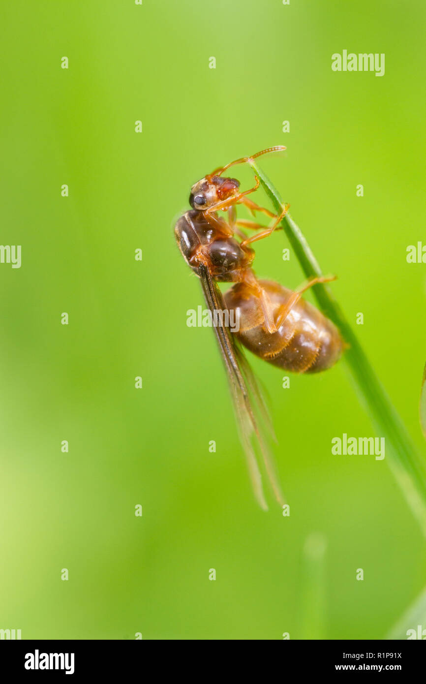 Yellow Meadow ant (Lasius flavus) winged queen about to fly after leaving the nest.  Powys, Wales. August. Stock Photo
