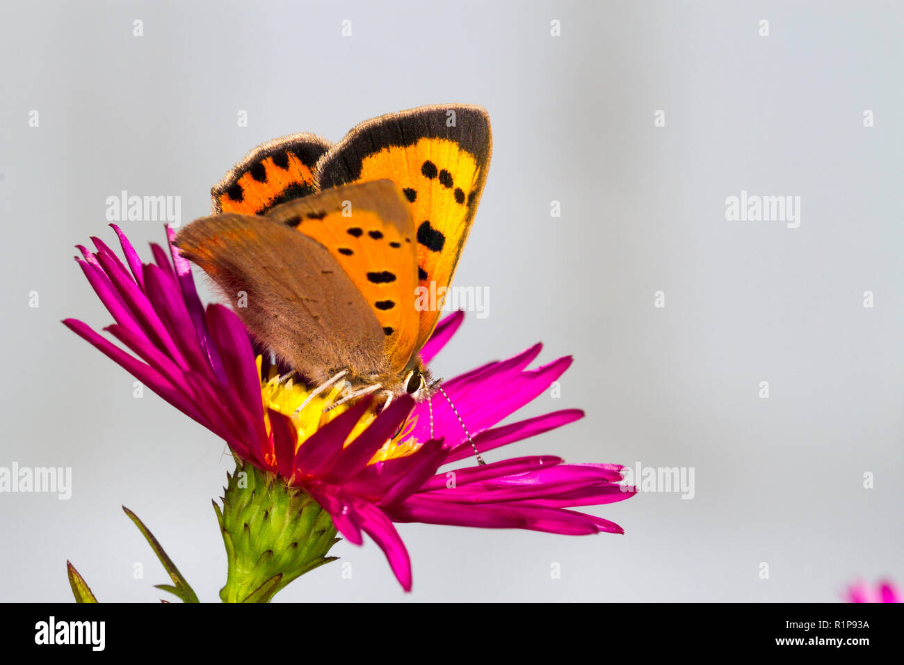 Small  Copper (Lycaena phlaeus) adult butterfly feeding on Michealmas daisy flowers in a garden. Powys, Wales. September. Stock Photo