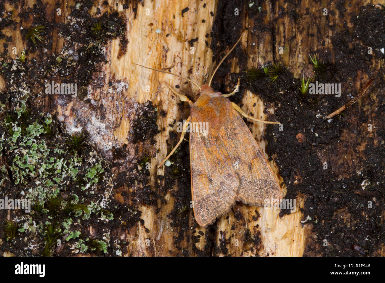 Dusky-lemon Sallow (Cirrhia gilvago) adult moth resting on dead wood. Powys, Wales. October. Stock Photo