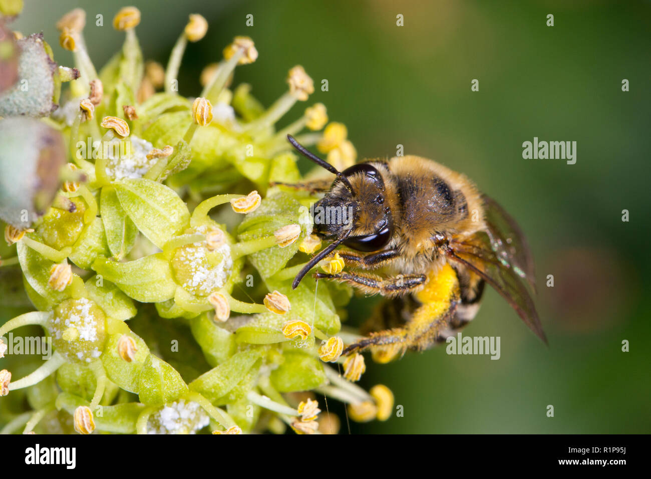 Ivy Bee (Colletes hederae) adult female collecting pollen from Ivy (Hedera helix) flowers. Sussex, England. October. Stock Photo