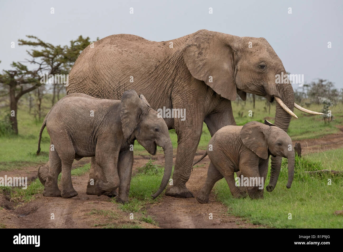 A mother elephant with calves crosses a road in the Mara Naboisho Conservancy, southwestern Kenya, May 3, 2018. Stock Photo