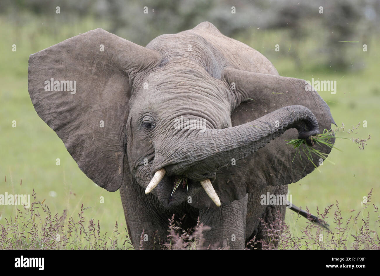A calve elephant eats grass at the Mara Naboisho Conservancy, southwestern Kenya, May 1, 2018. Stock Photo