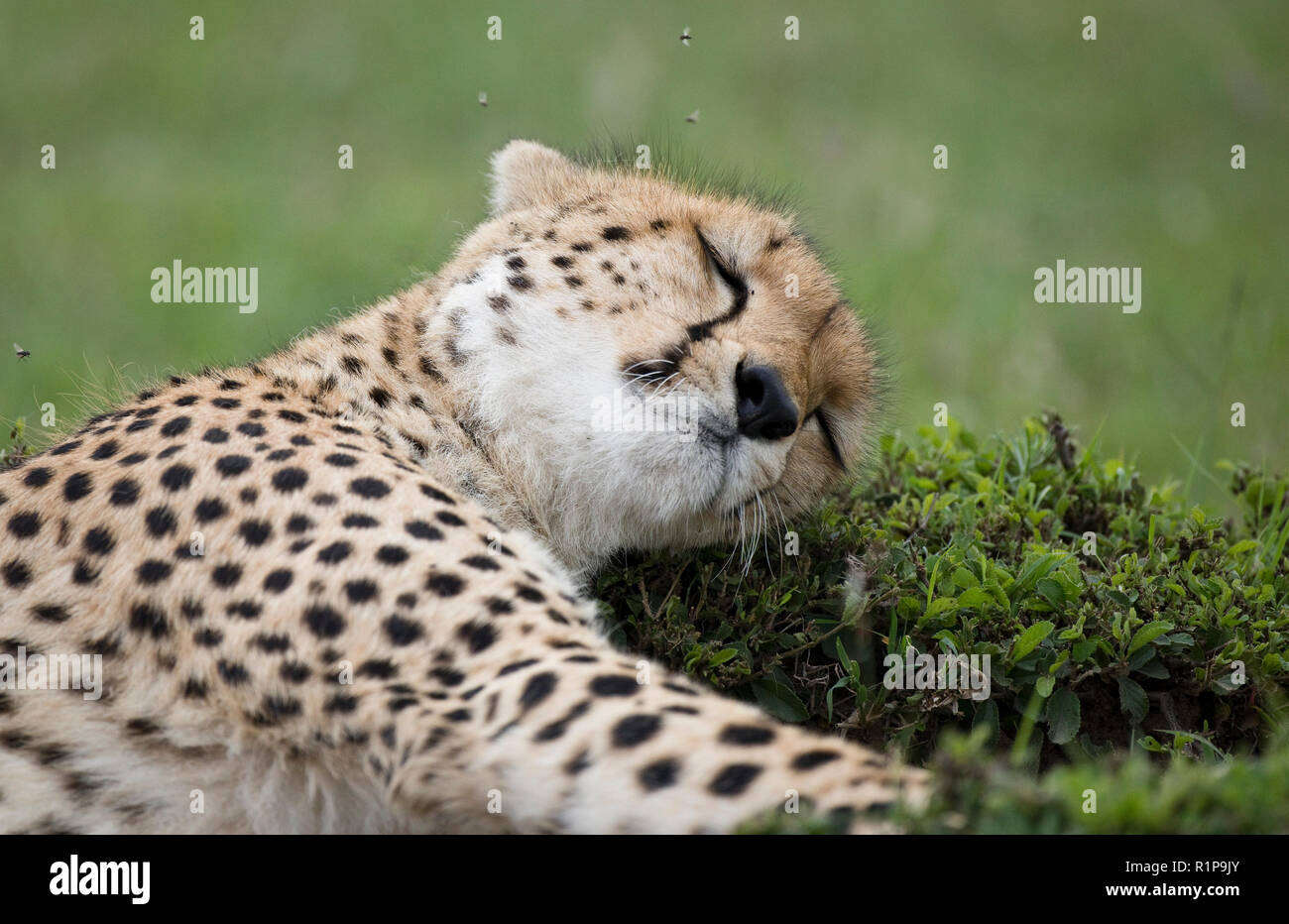A cheetah takes a rest at the Mara Naboisho Conservancy, southwestern Kenya, May 1, 2018. Stock Photo