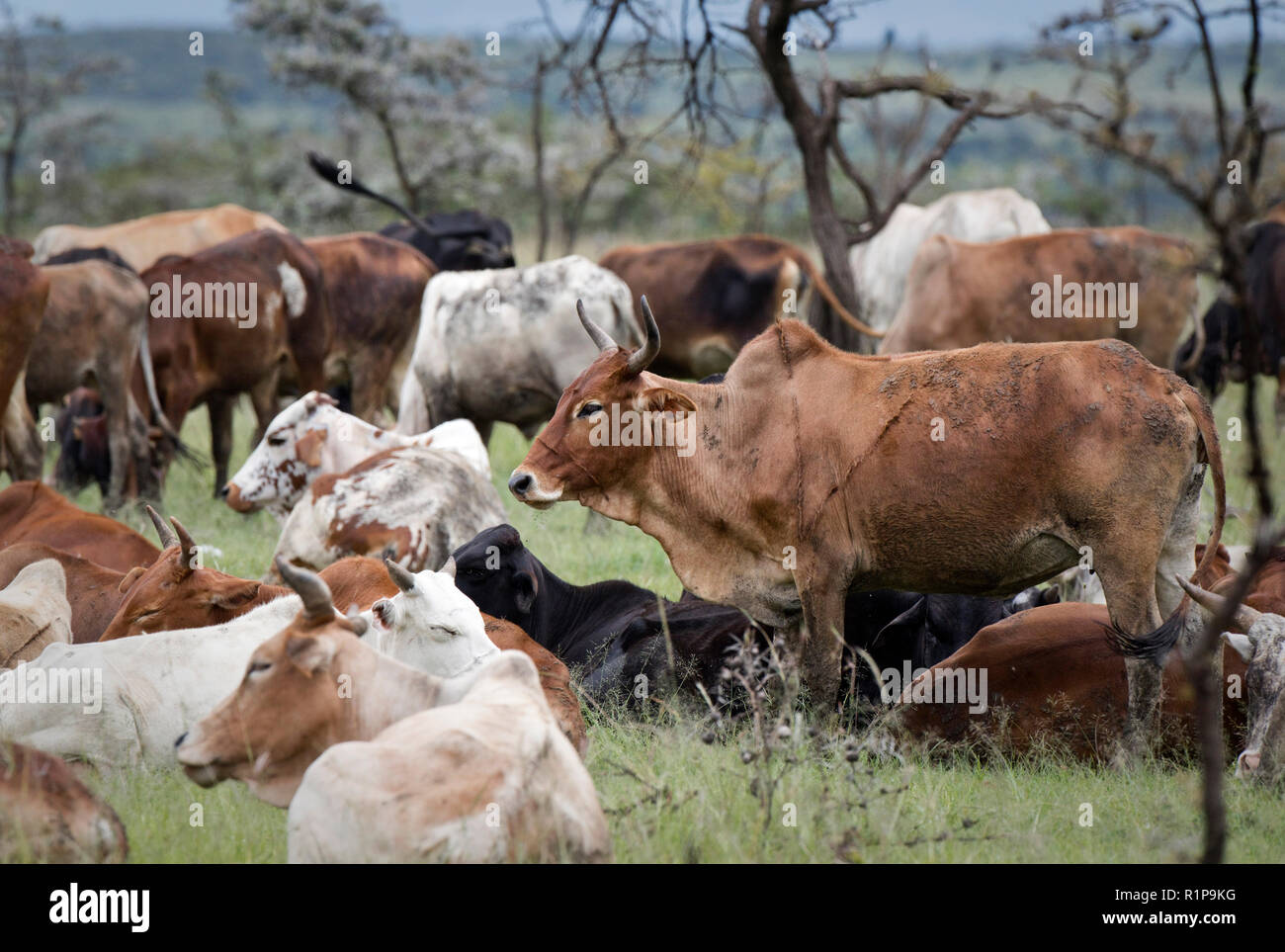 Cows are pictured at the Mara Naboisho Conservancy in southwestern Kenya, May 1, 2018. Stock Photo