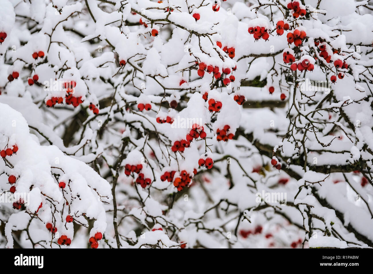 Rowan berries after heavy snowfall in winter 2018 Stock Photo - Alamy